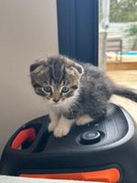   chatons scottish fold 