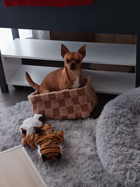 chihuahua male 3 ans 180 76600 Le havre