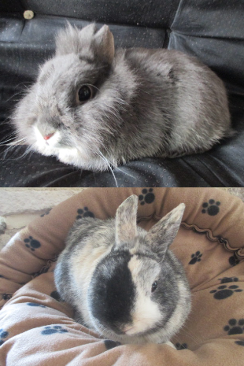 jeune lapin M&acirc;le 20 18340 Levet