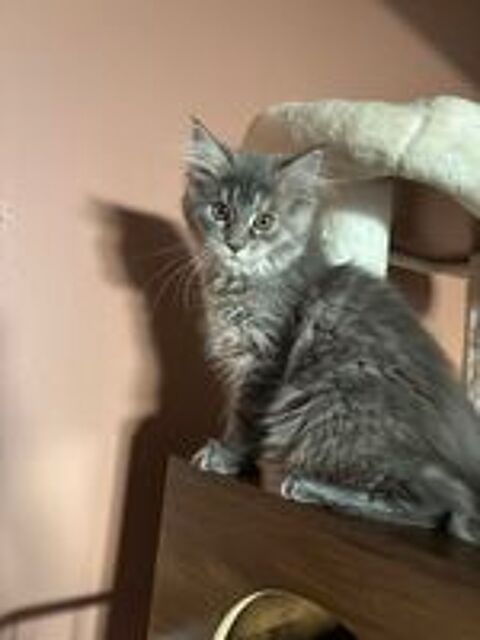   Femelle Maine coon  