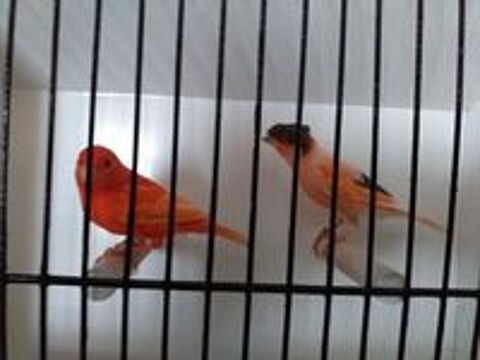   Couple de canaris 