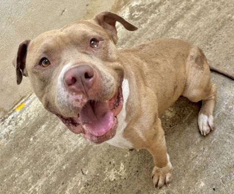 AMORA, bouledogue américain, 5 ans 200 34000 Montpellier