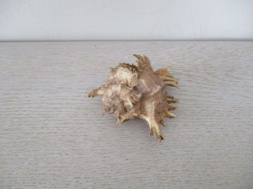 coquillage 