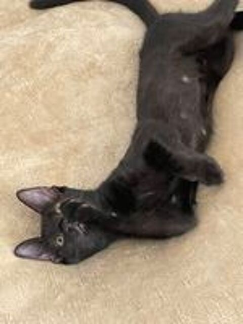   Chaton femelle  