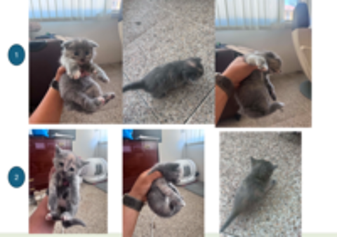   Chaton Scottish Fold 