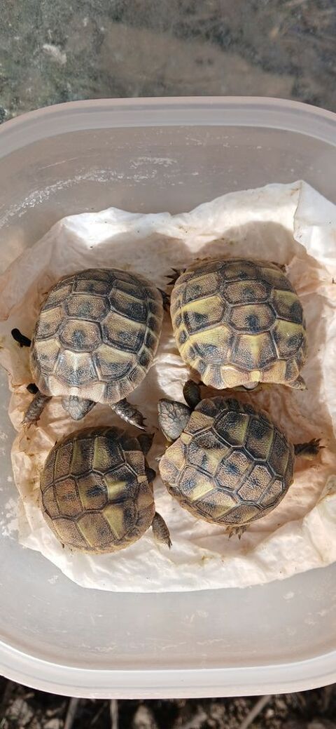 Tortue de jardin 100 53240 Alexain
