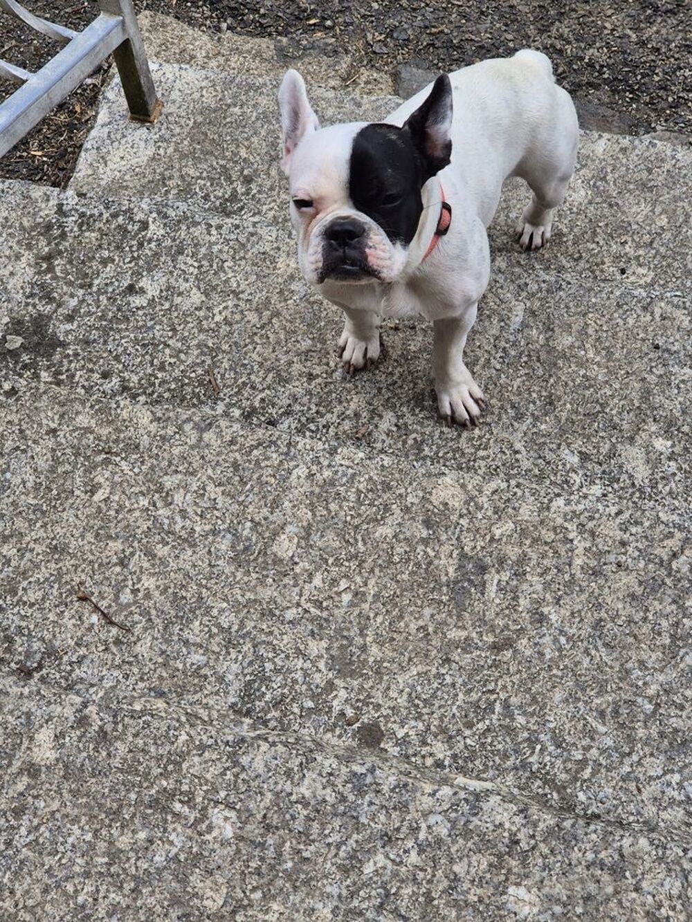   Chiot  6 mois 