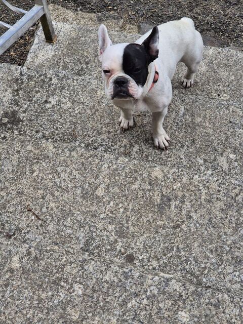 Chiot  6 mois 0 22320 Le haut-corlay