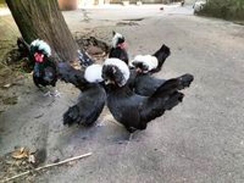   Poules naines d'ornement pure race hollandaise noire hupp 