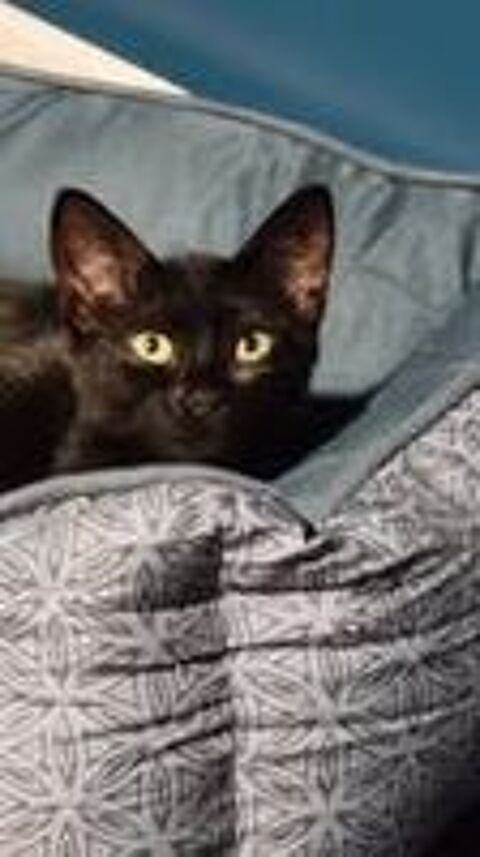   Chat LUMO à l adoption 