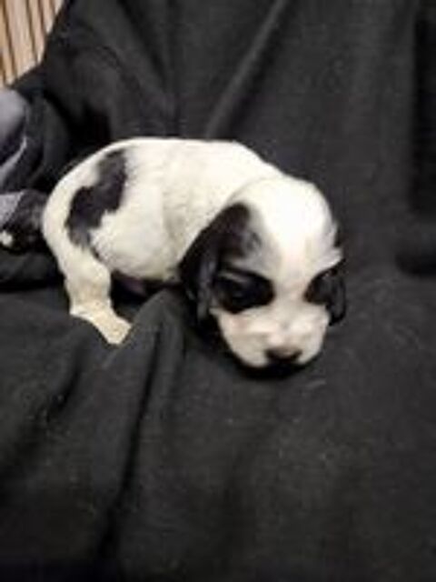   Chiots cockers anglais LOF 