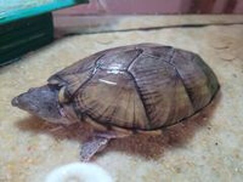   Tortue aquatique carénée 