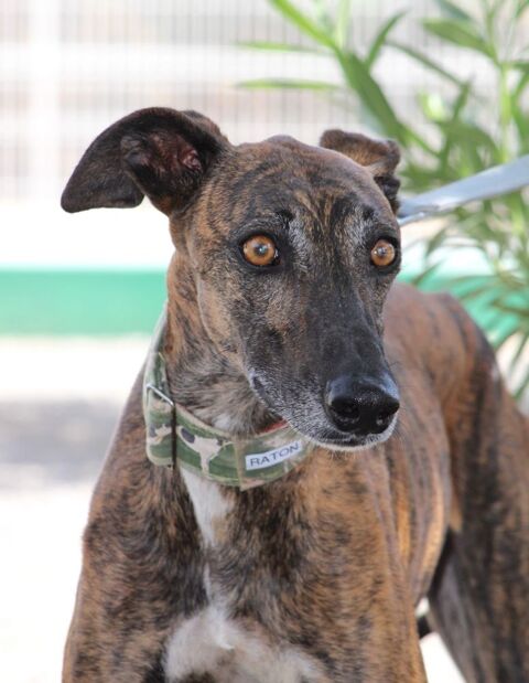 RATON : Magnifique lévrier bringé calme et affectueux 315 24140 Douville