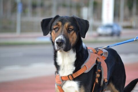 TRASTO💙 Abandonn&eacute;� mais toujours pr&ecirc;t &agrave; aimer 315 24140 Douville