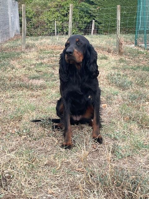 SETTER GORDON FEMELLE 1000 01480 Messimy-sur-saône