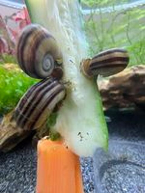   Escargots aquarium  