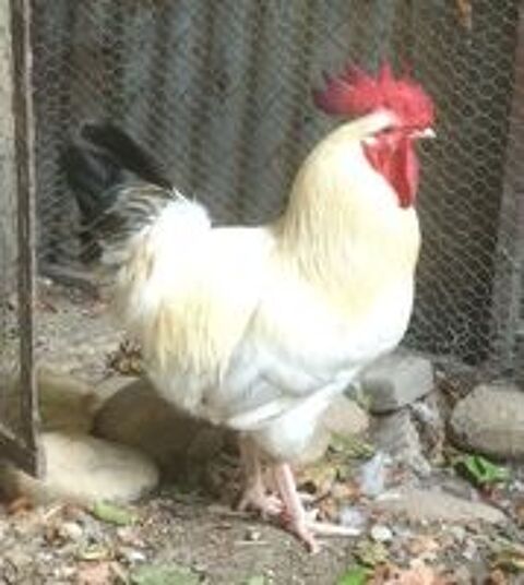   COQ DE FERME BLANC REPRODUCTEUR 