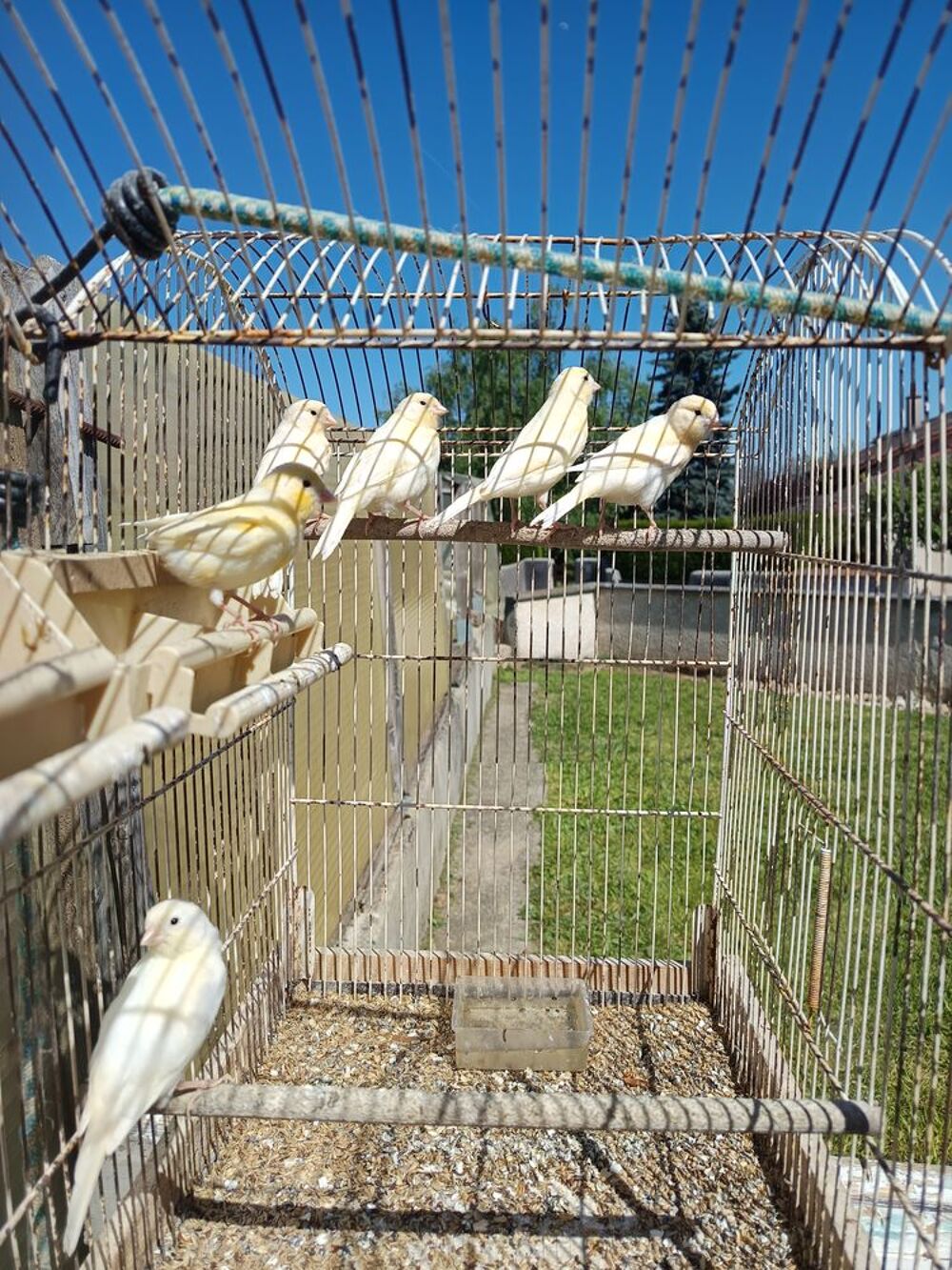   Canaris  