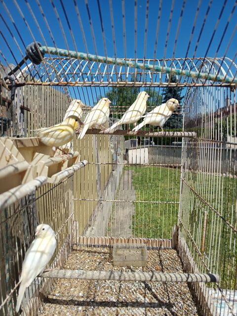 Canaris 20 42140 Chazelles-sur-lyon