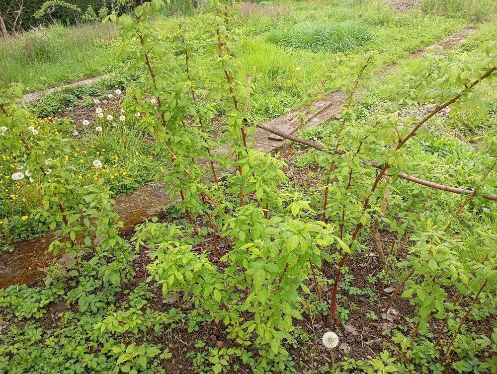 plants de framboisiers Jardin
