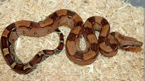 Boa imperator salmon 200 31000 Toulouse