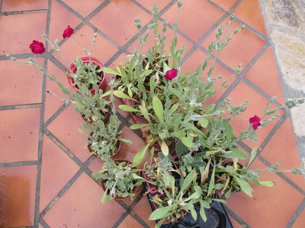 Coquelourde des Jardins en pots : Plantes Vivaces Jardin
