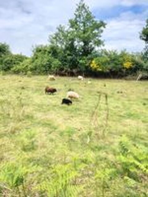  Moutons d'ouessant 