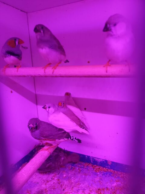 Mandarins  2 85370 Mouzeuil-saint-martin