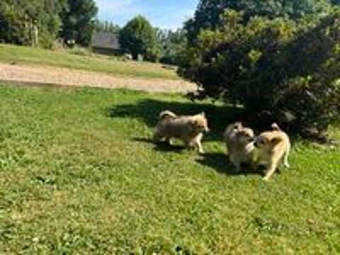   chiot spitz 