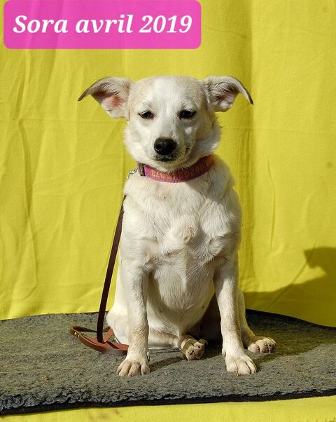 Sora 350 71370 Ouroux-sur-sane