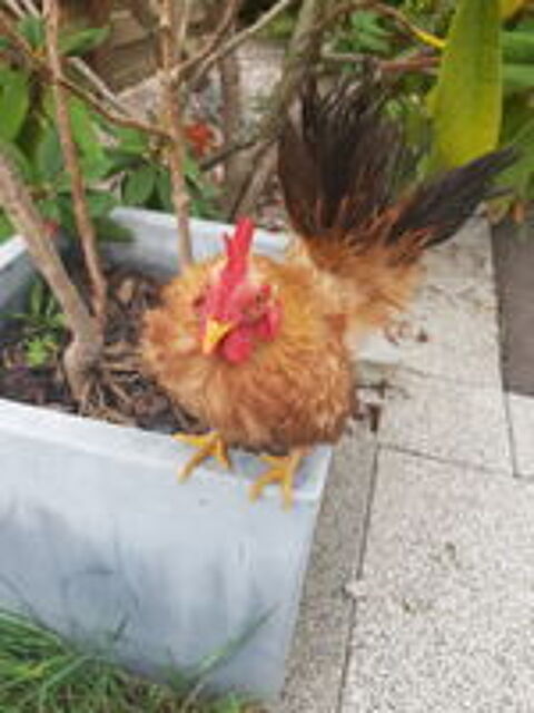   Jeune Coq Serama Malais 