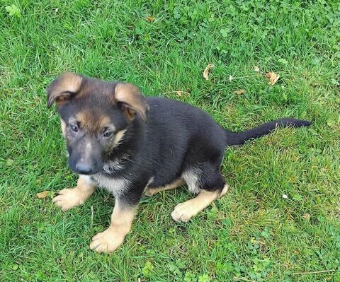 Chiots berger allemand disponibles 700 02260 La capelle
