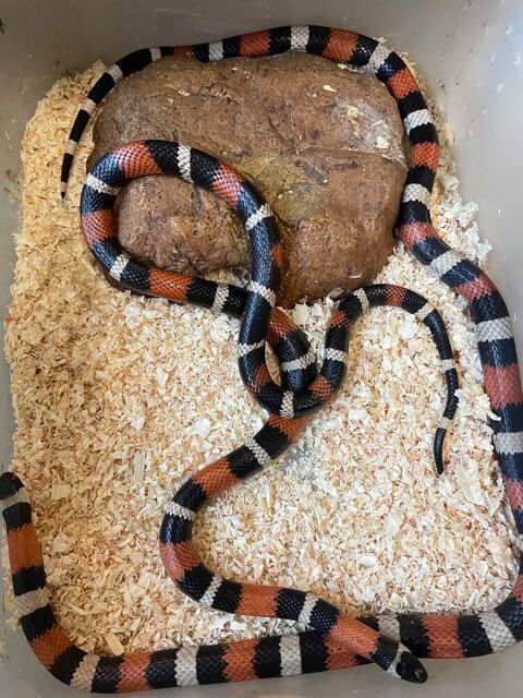 &Agrave; donner, couple lampropeltis 0 30000 Nîmes