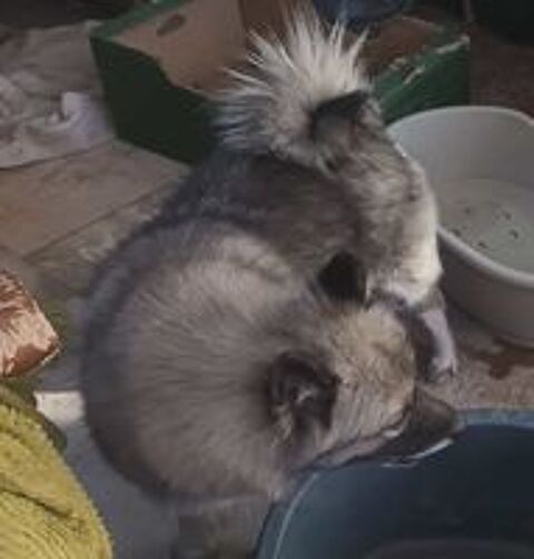   Magnifiques SPITZ Allemand Loup 