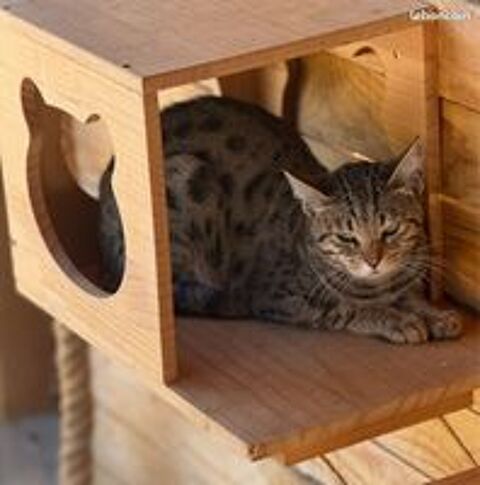   ✨🐾 Umy, sublime Savannah F5 LOOF – beauté sauvage, douceur infinie et prestigieuses origines 💛 