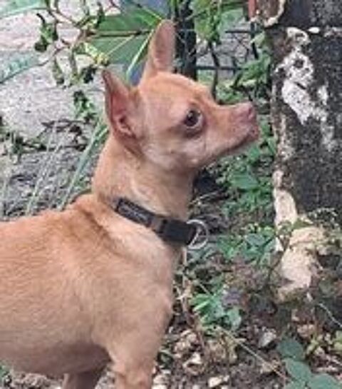   COCO est un gentil chien 