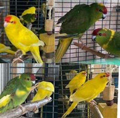   Calopsittes, perruches, Kakarikis, Omnicolore  