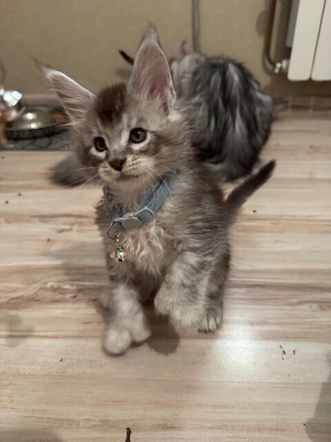Chatons Maine Coon LOOF 1500 03440 Chavenon