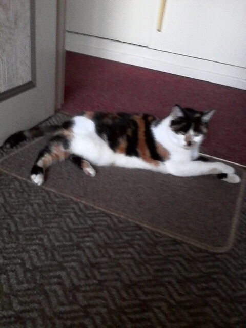   cherche appartement T2 Appartement - 2 pi�ce(s) - 55 m�