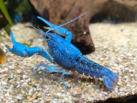 Procambarus alleni écrevisse bleue de floride 5 66160 Le boulou
