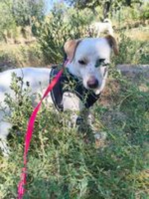   A L'ADOPTION HARRY 