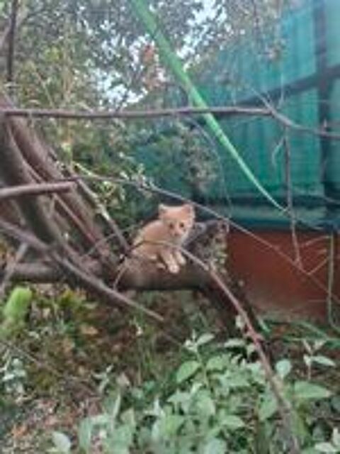   Chatons  