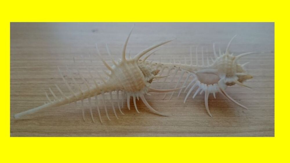 2 coquillage peigne de venus MUREX PECTEN 70 mm . 