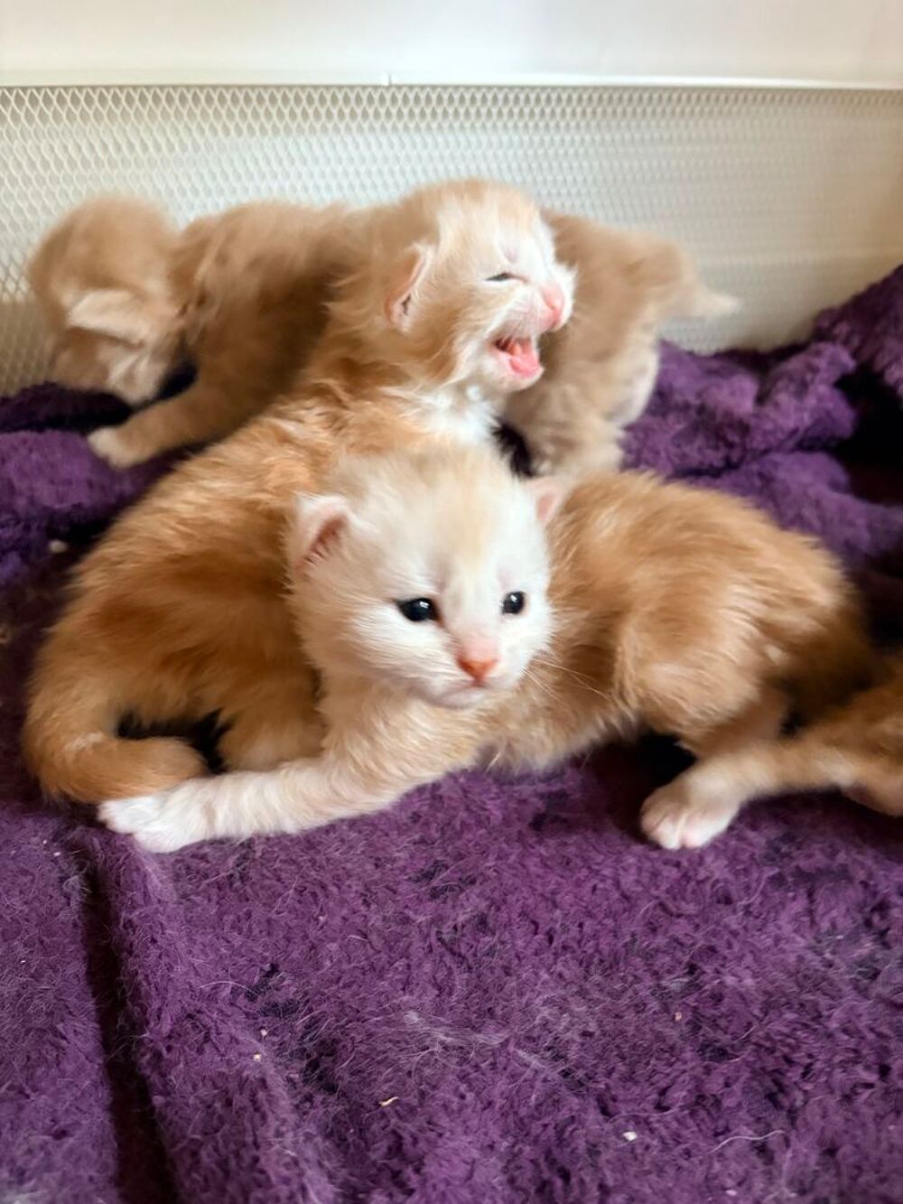   Chatons Maine Coon  