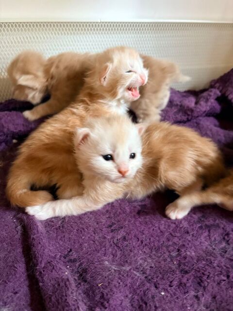 Chatons Maine Coon 1200 77520 Donnemarie-dontilly