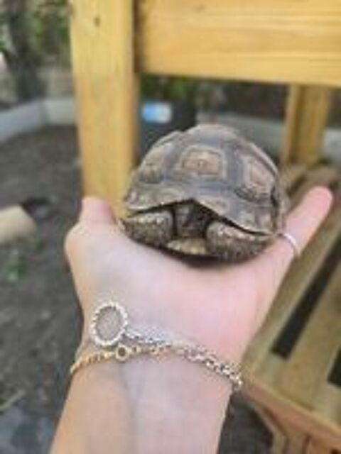   Tortue sulcata juvénile 2 ans 