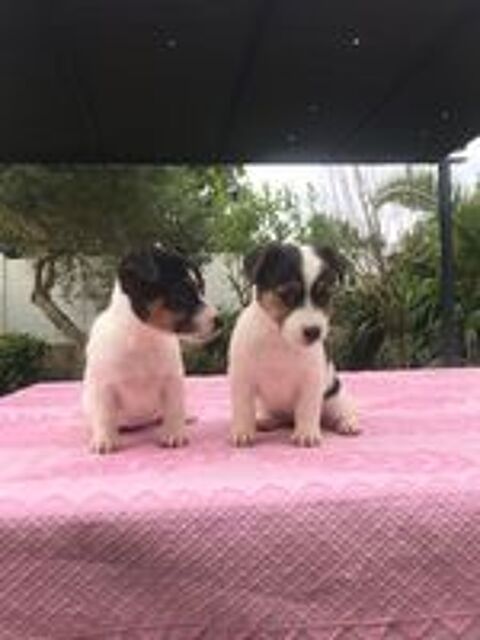   Chiots Jack Russel 