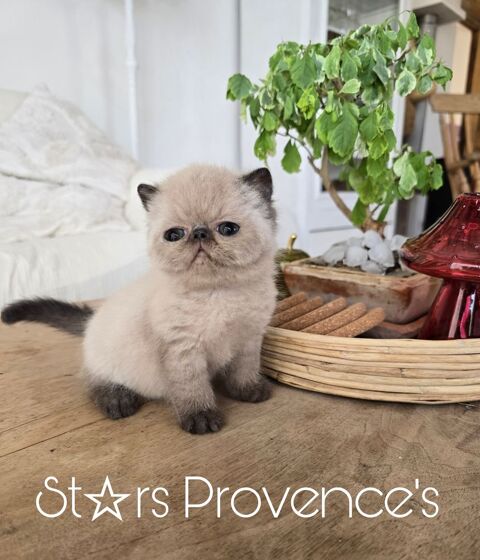 Chatons exotic shorthair LOOF 1500 84410 Bdoin