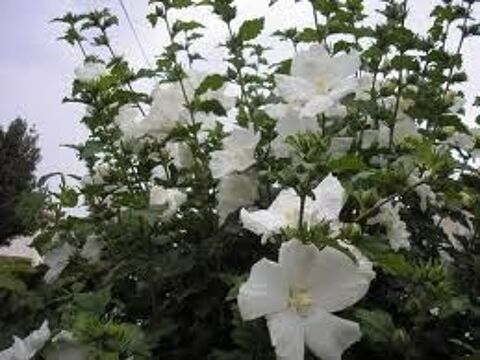 2 plants d'althea blanc 3 Rampoux (46)