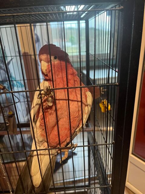 Cacato&egrave;s Rosalbin 1000 40320 Geaune